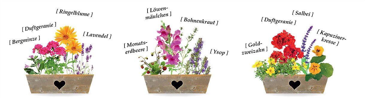 Ein Mini-Bauerngarten passt auch auf den Balkon Bauerngarten im Blumenkasten – drei Beispiele
