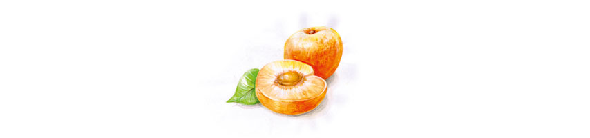gruess gott marillen 854x200 Marillen