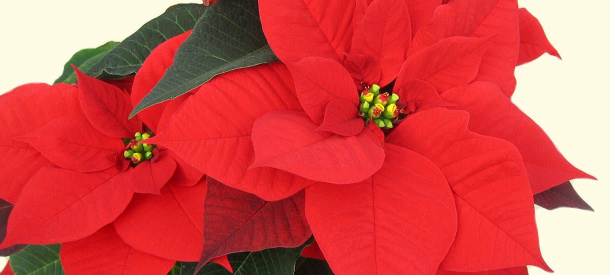 Der Weihnachtsstern – Die beliebte Zimmerpflanze für den Winter Weihnachtsstern