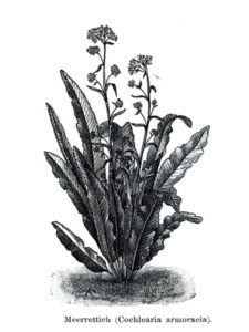 Illustration der Meerrettich-Pflanze