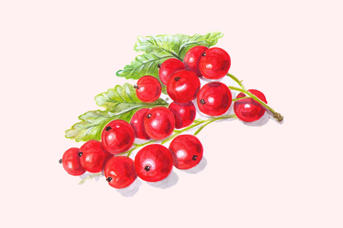 Gartentipps im Februar: Illustration Johannisbeeren und Stachelbeeren