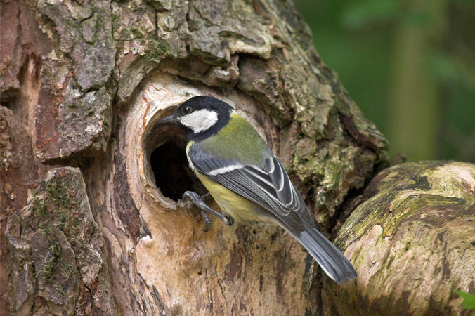 Kohlmeise an einem Astloch Vogelstimmen: Kohlmeise