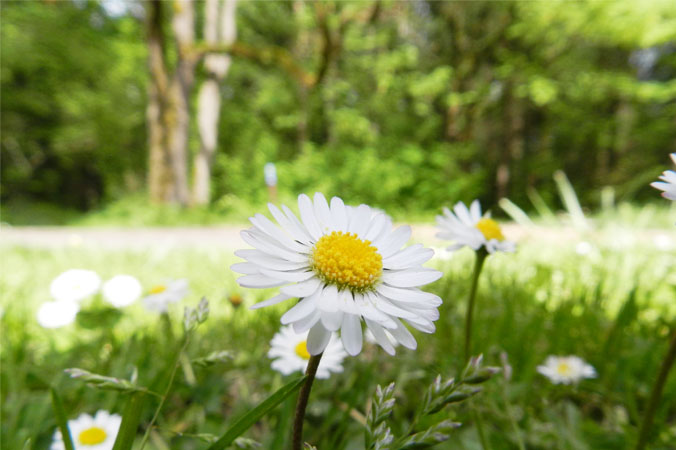 Frühjahrskur mit Gänseblümchen