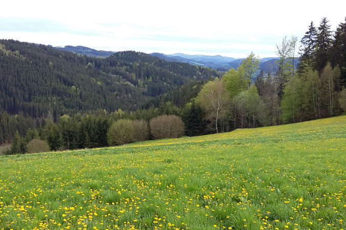 Aussicht von dem Zuhause des Taschentischlers Handtaschen aus Holz: Aussicht von der Alm