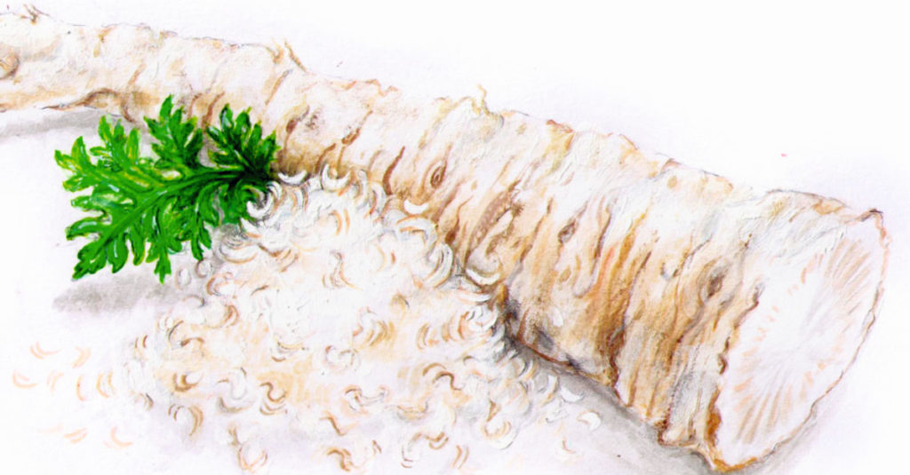 Meerrettich 1200x627px
