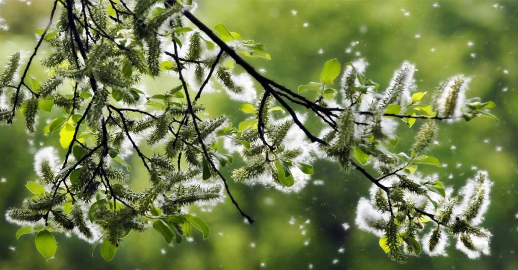 Pollen Heuschnupfen 1200x627px