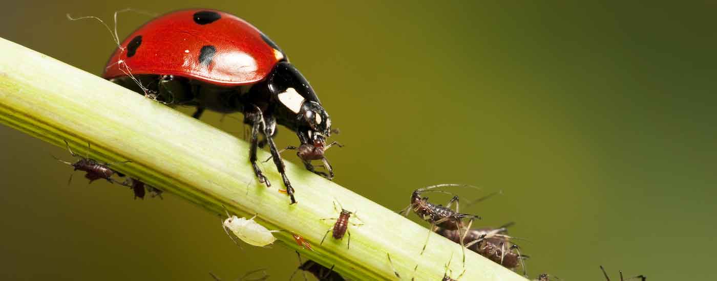 Schädlinge: Marienkäfer frisst Blattläuse