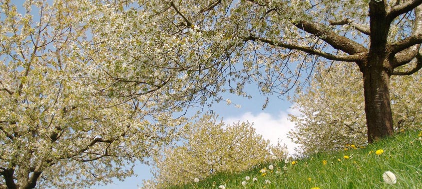 Die Kirschbäume in Zug erstrahlen im weißen Gewand Blütezeit: blühende Kirschbäume in Zug