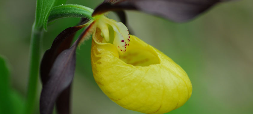 Blütezeit: Orchideenblüte Gesäuse