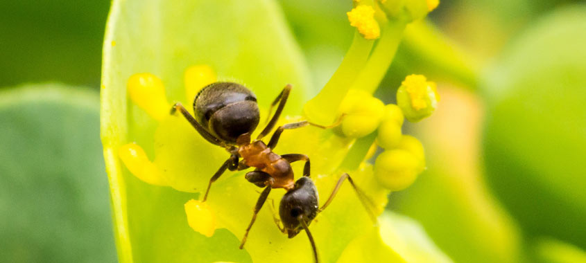 Schädlinge: Ameisen