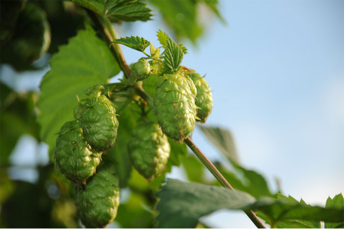 Schlafstörungen: Hopfen