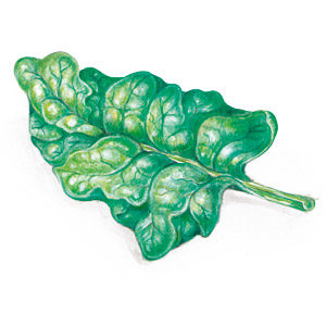 Spinat-Rezepte  – Illustration eines Spinatblattes