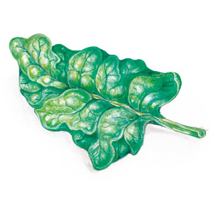 Wissenswertes über Spinat Spinat-Rezepte – Illustration eines Spinatblattes
