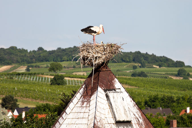 Störche - Storchennest mit Storchennachwuchs