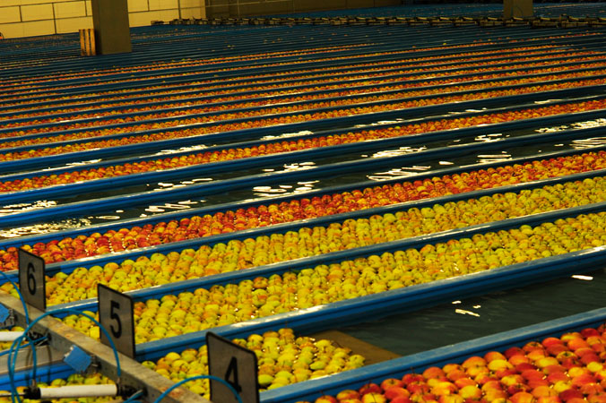 Apfelernte am Bodensee – Äpfel in verschiedenen Größen und Farben schwimmen auf Wasserstraßen durch die Hallen