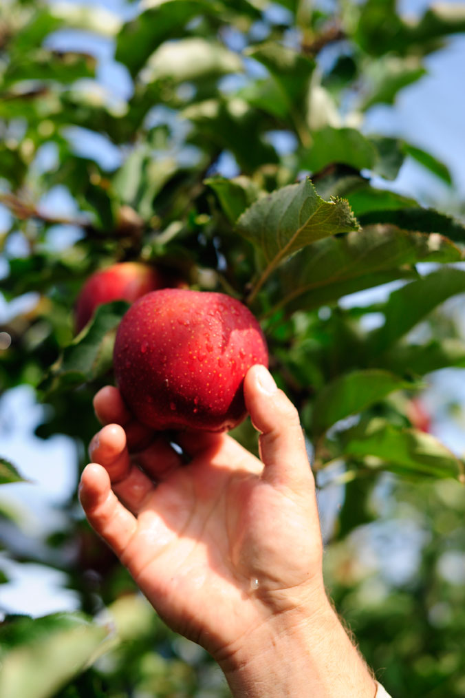 Apfelernte am Bodensee – ein Apfel mit Stiel und Blättern