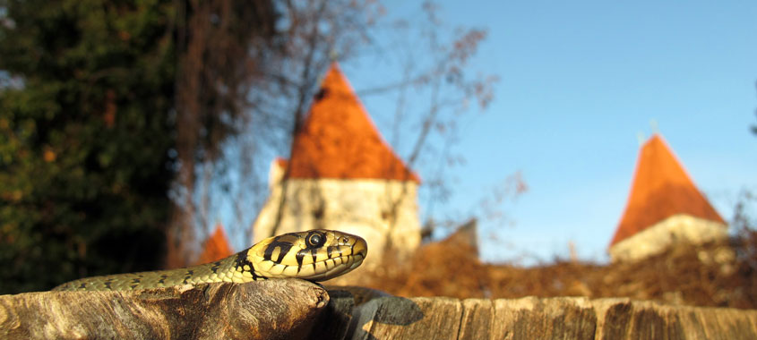 Ringelnatter mit einem Schloss im Hintergrund