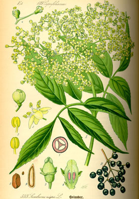 Illustration einer Holunderpflanze mit botanischen Merkmalen