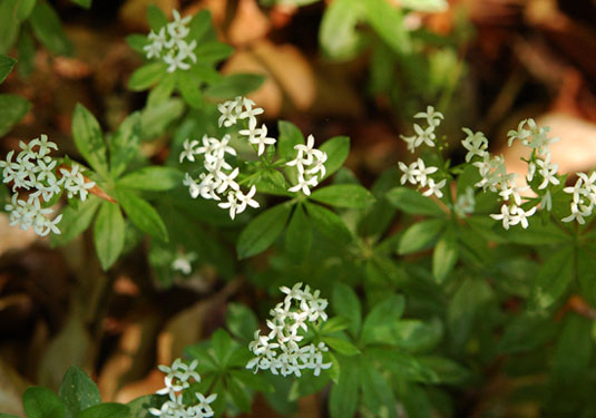 Waldmeisterpflanze mit weißen Blüten im Wald