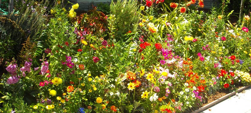 Hitze im Garten: Blumenbeet vor einem Haus