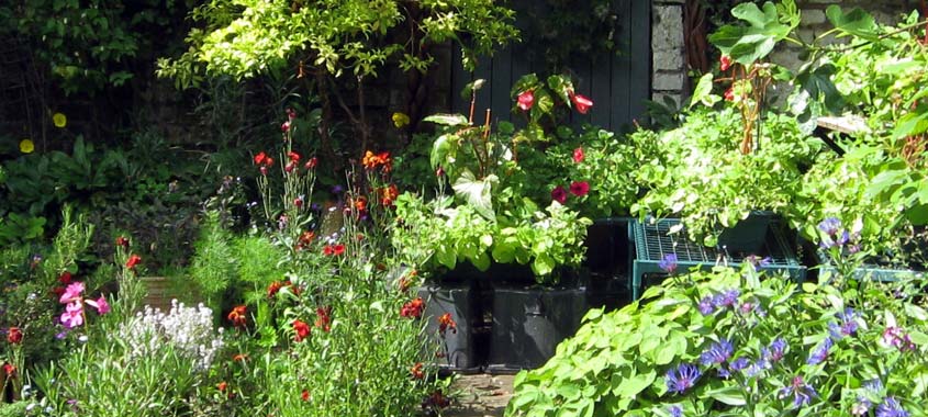 Hitze im Garten: Gemüse- und Blumenbeet 