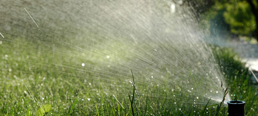 Hitze im Garten: Rasen wird mit einem Rasensprenger bewässert