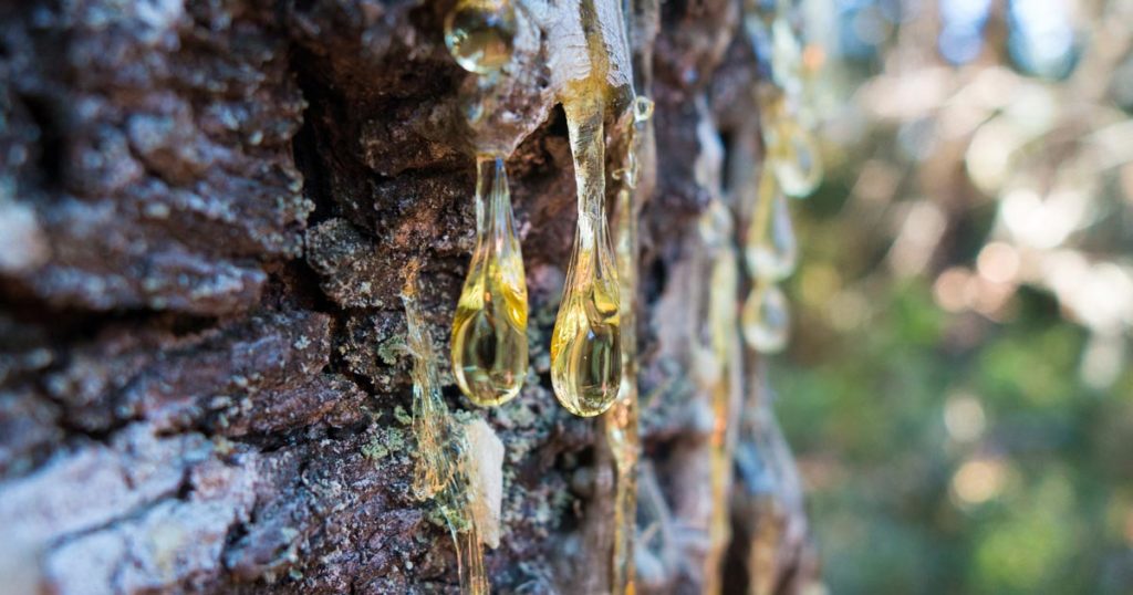 pechsalbe kochen harz am baum 1200x630