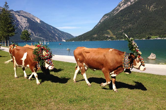 Almabtrieb Achensee – Geschmückte Kühe vor dem Achensee mit Bergpanorama