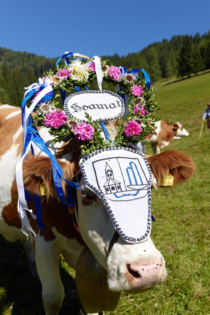 Die Tiere werden für den Almabtrieb prächtig geschmückt Almabtrieb in Bad Kleinkirchheim: Prächtig geschmückte Kuh