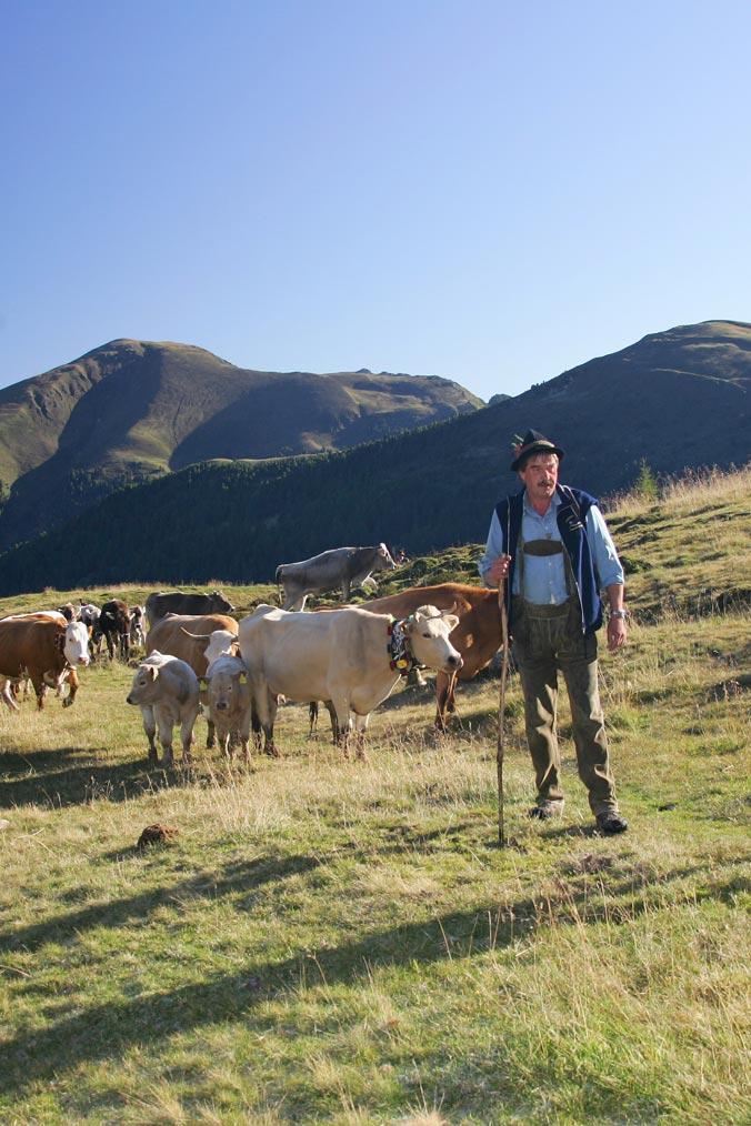 Beim Almabtrieb in Bad Kleinkirchheim werden die Kühe von der Wolitzenalm ins Tal getrieben Almabtrieb in Bad Kleinkirchheim: Kühe auf Bergwiese