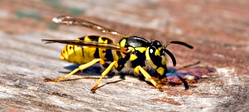 Wespen vertreiben – Wespe sitzt auf einem Holztisch