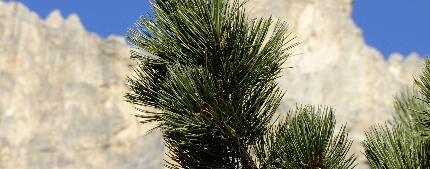 Zirbenholz: Zweig einer Zirbe vor einer Bergwand