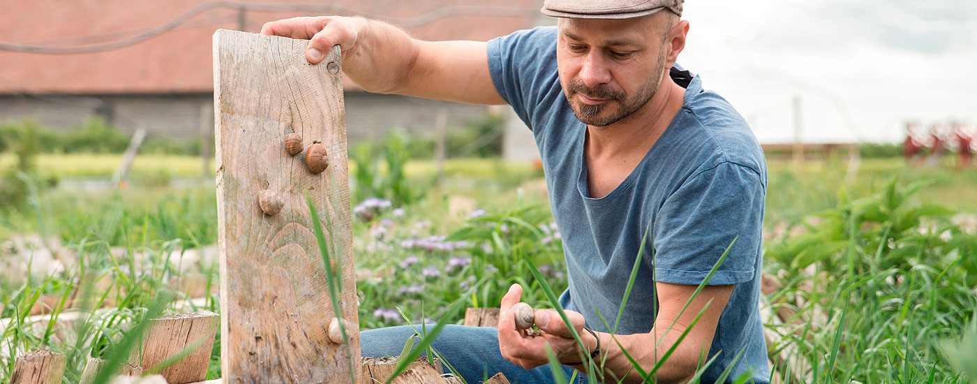 Ein Bauer der besonderen Art: Andreas Gugumuck in seiner Schneckenzucht Schneckenzüchter Andreas Gugumuck hält prüfend einige Schnecken in der Hand